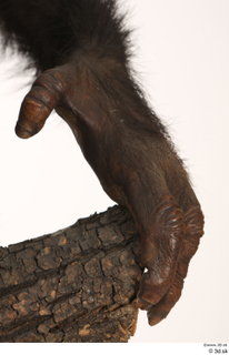 Chimpanzee Bonobo hand 0020.jpg